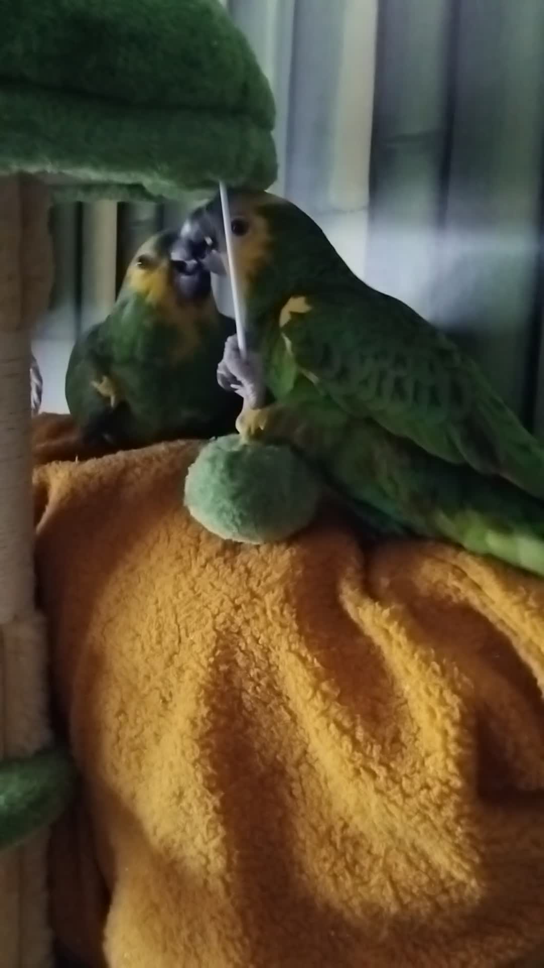 Parrots birds for sale: Pair of bonded females  in Newton-le-Willows - Video 1
