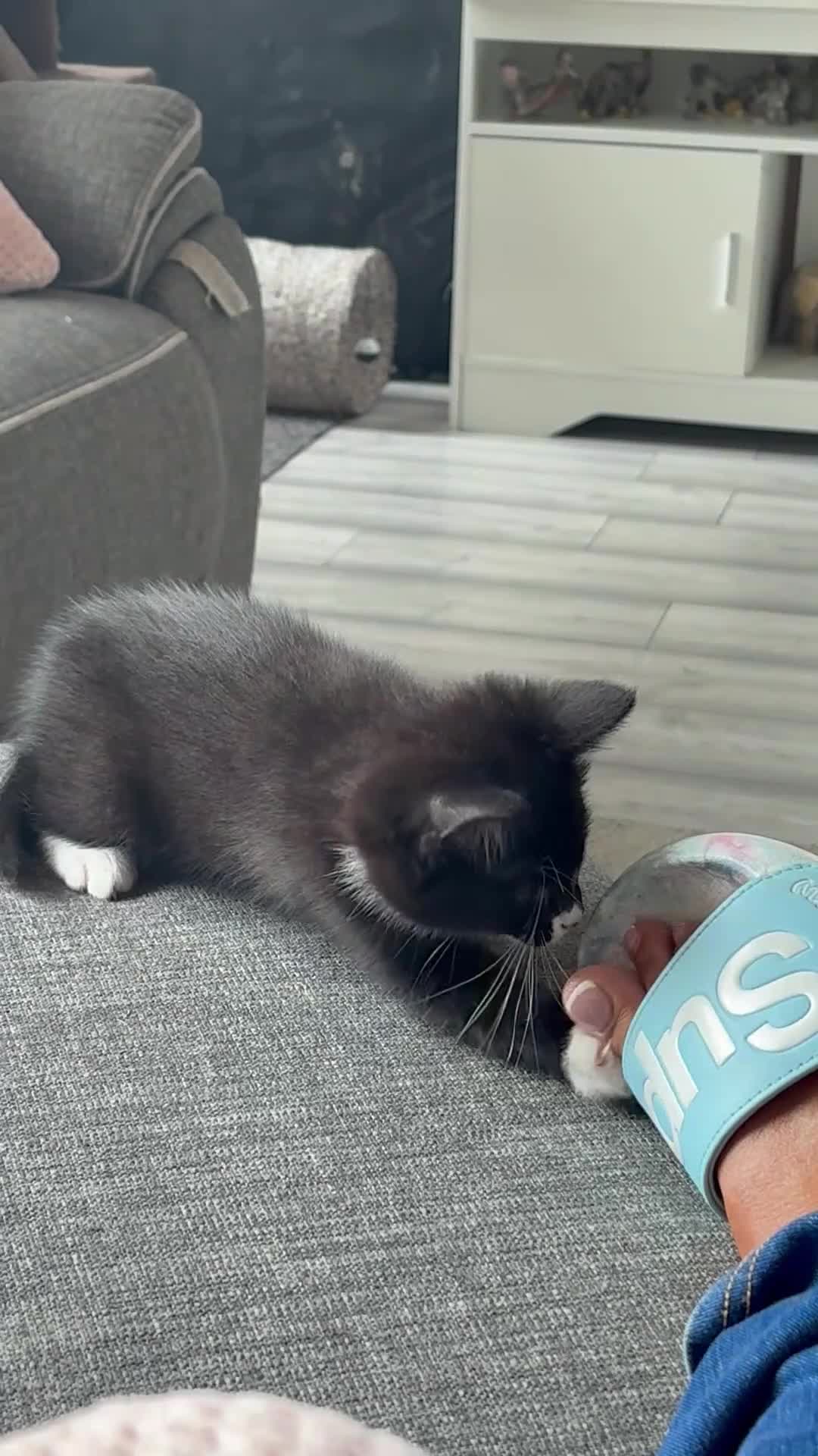 Mixed Breed cats for sale: 1 little boy looking for his forever home. - Video 1