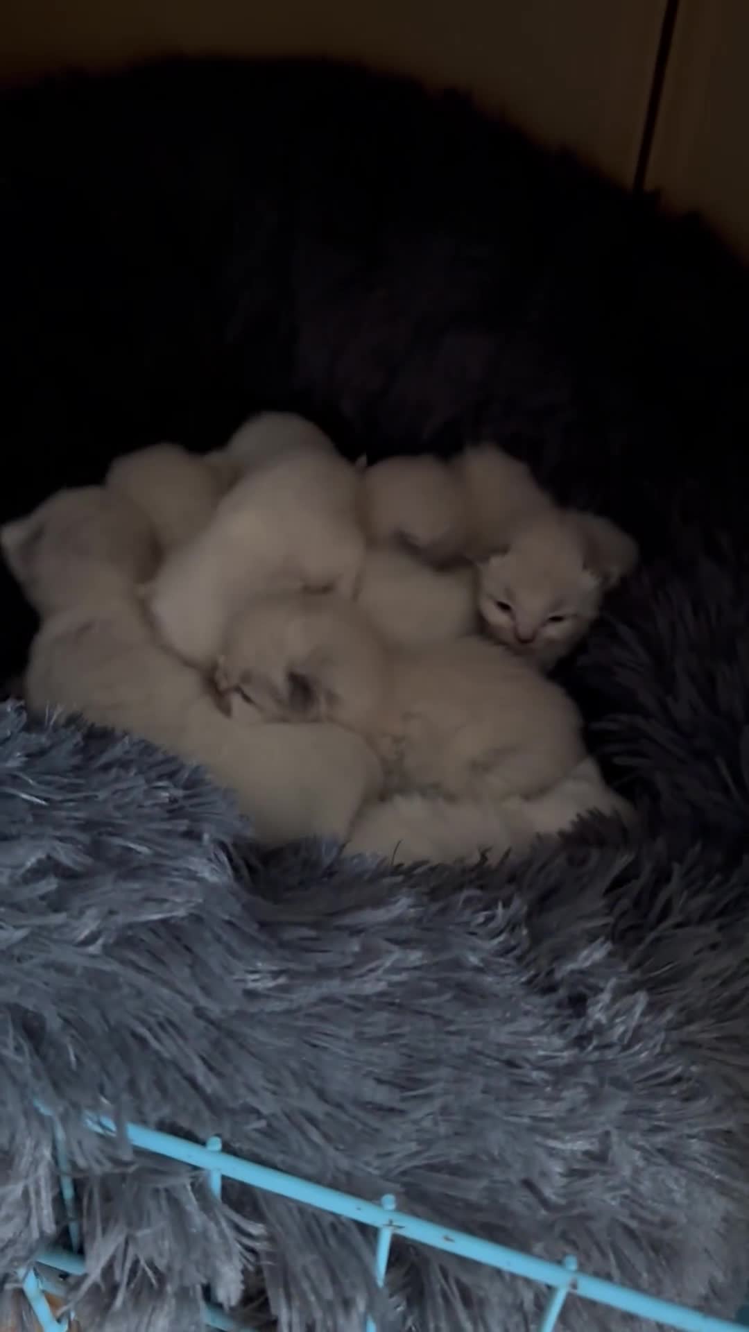 Ragdoll cats for sale: Ragdoll kittens - Video 1