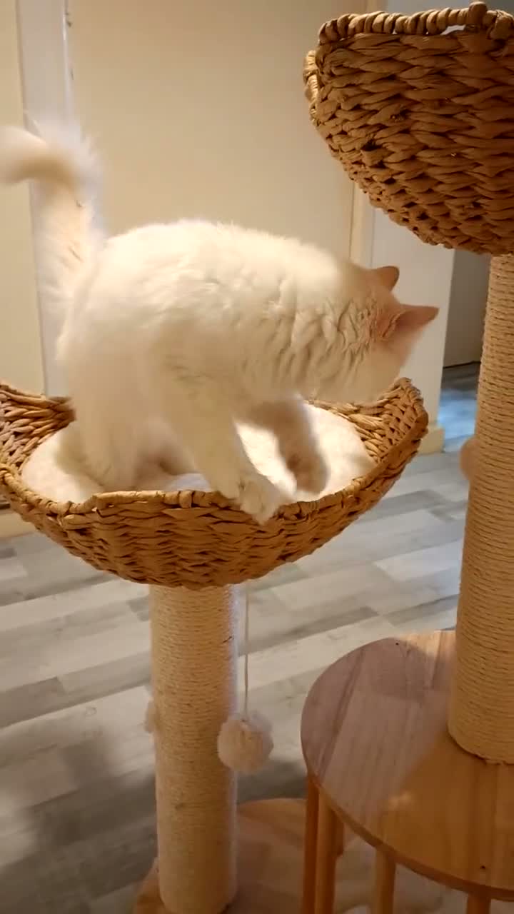 Ragdoll cats for sale: Georgous Fawn Point boy  in Telford - Video 1