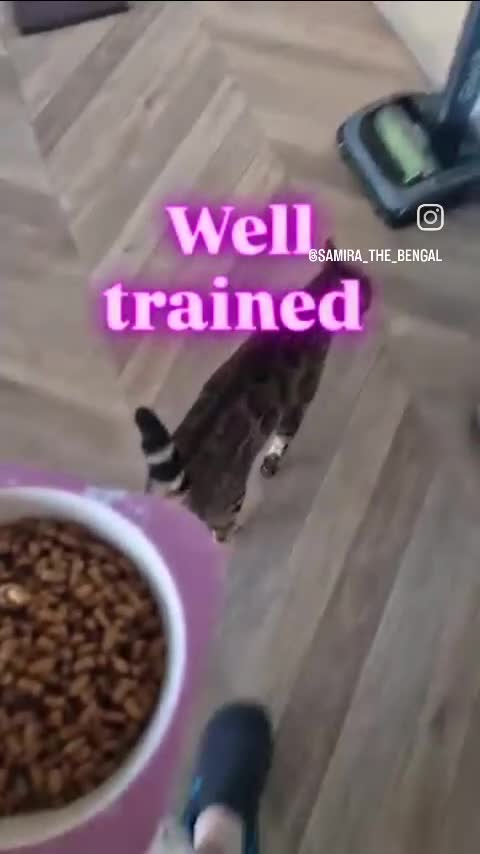 Bengal cats for sale: Samira  - Video 1