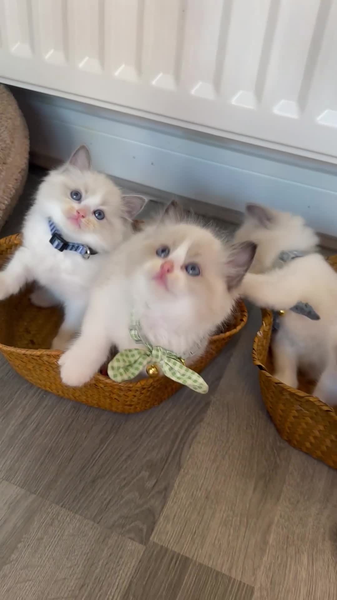 Ragdoll cats for sale: TICA Registered Ragdoll Kittens - Video 1
