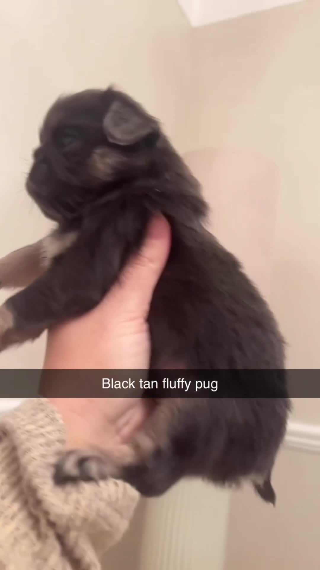 Pug dogs for sale: Pugs for sale kc registered  - Video 1