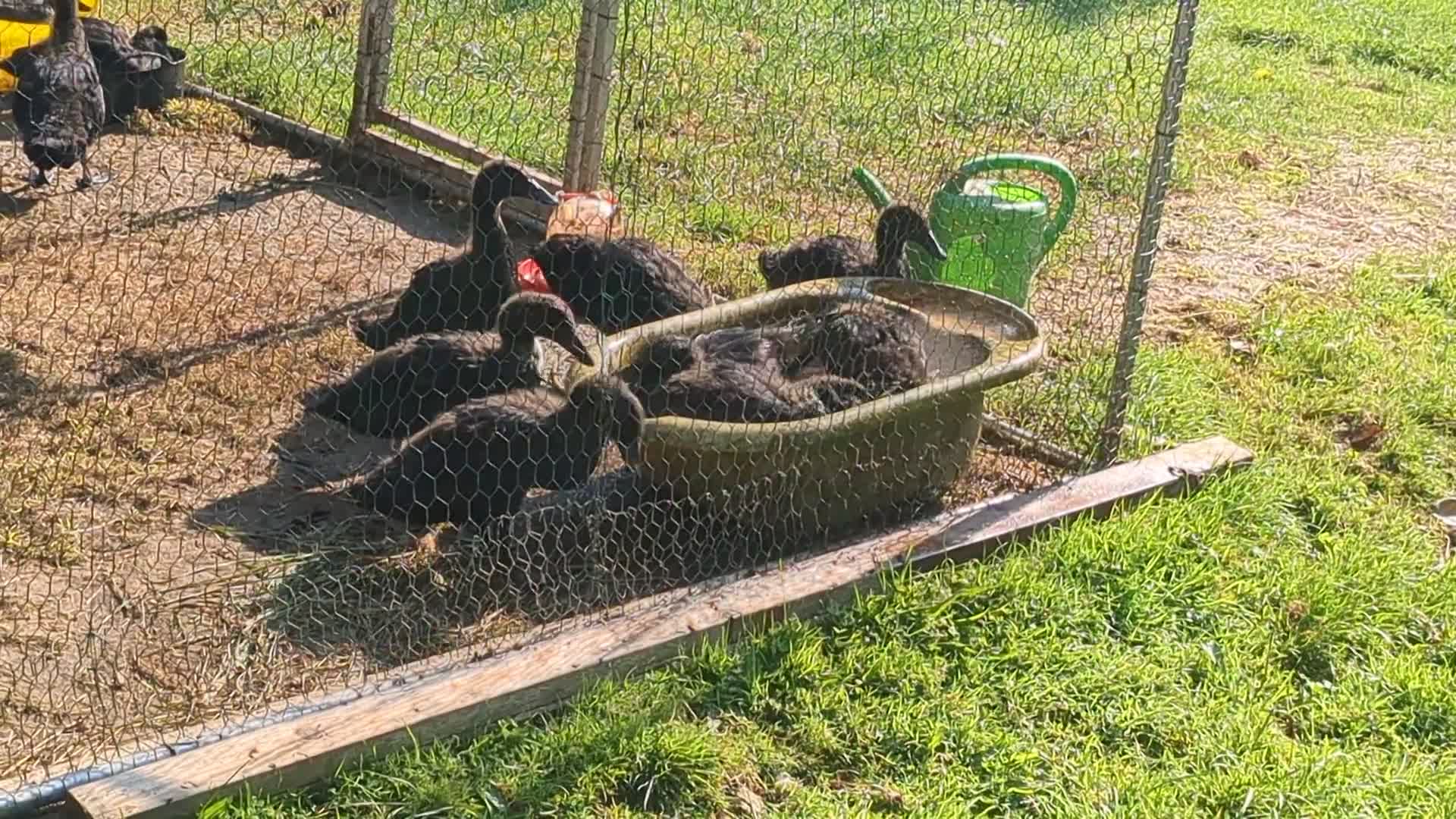 Ducks poultry for sale: Cayuga ducklings for sale - Video 1