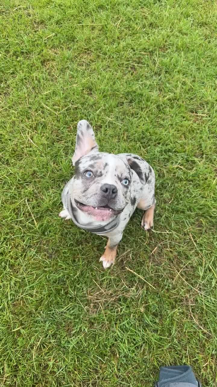 French Bulldog dogs for sale: French bulldog male in Edgware - Video 1