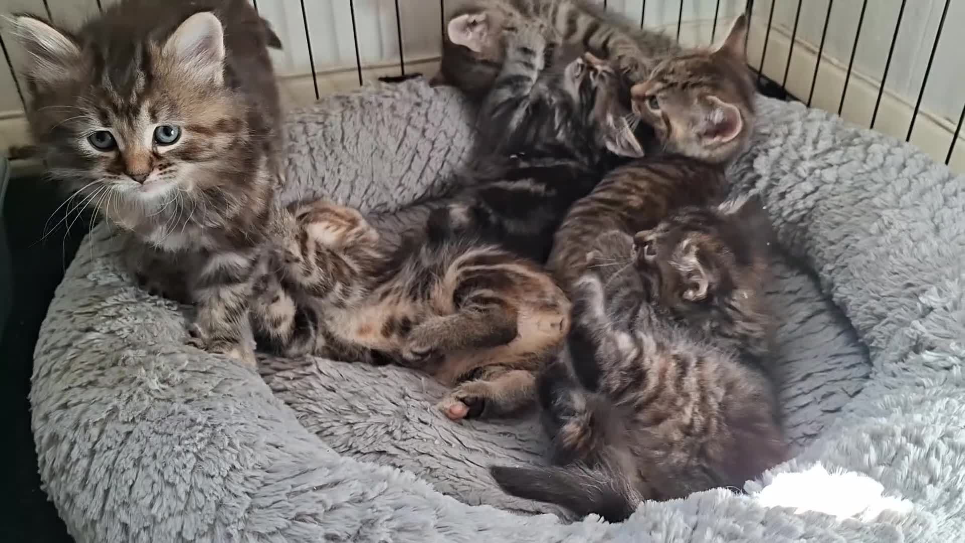 Mixed Breed cats for sale: Gorgeous pure Tabby healthy kittens in London - Video 1