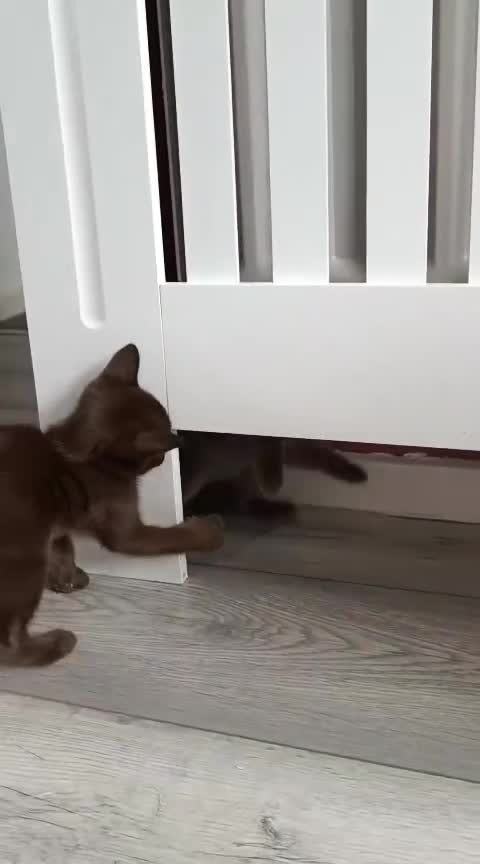 Burmese cats for sale: Burmese kitten 2 boys  - Video 3