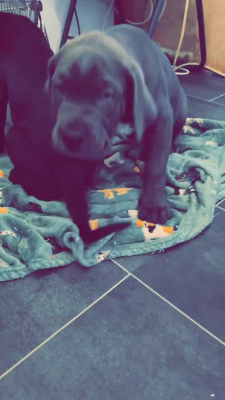 Cane Corso dogs for sale: Pure breed Cane Corso puppy’s  - Video 2
