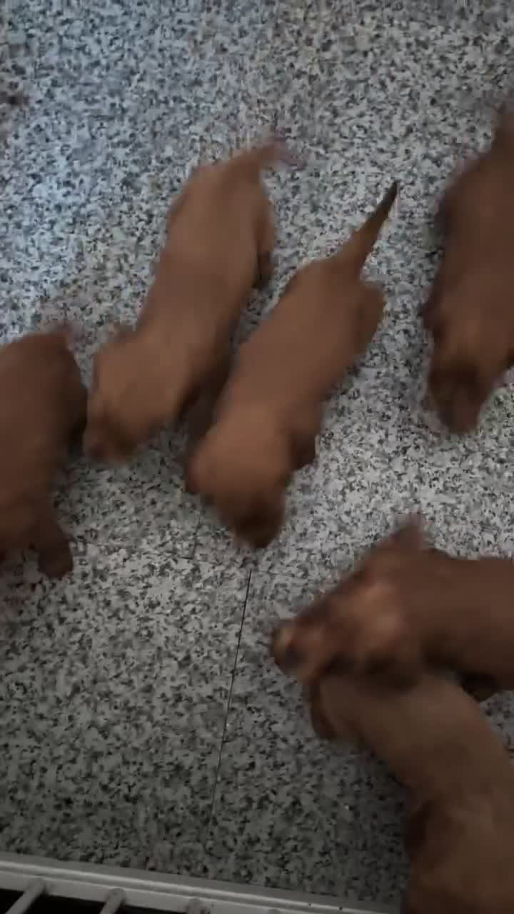 Cocker Spaniel dogs for sale: Cocker spaniels puppies  in Wakefield - Video 1