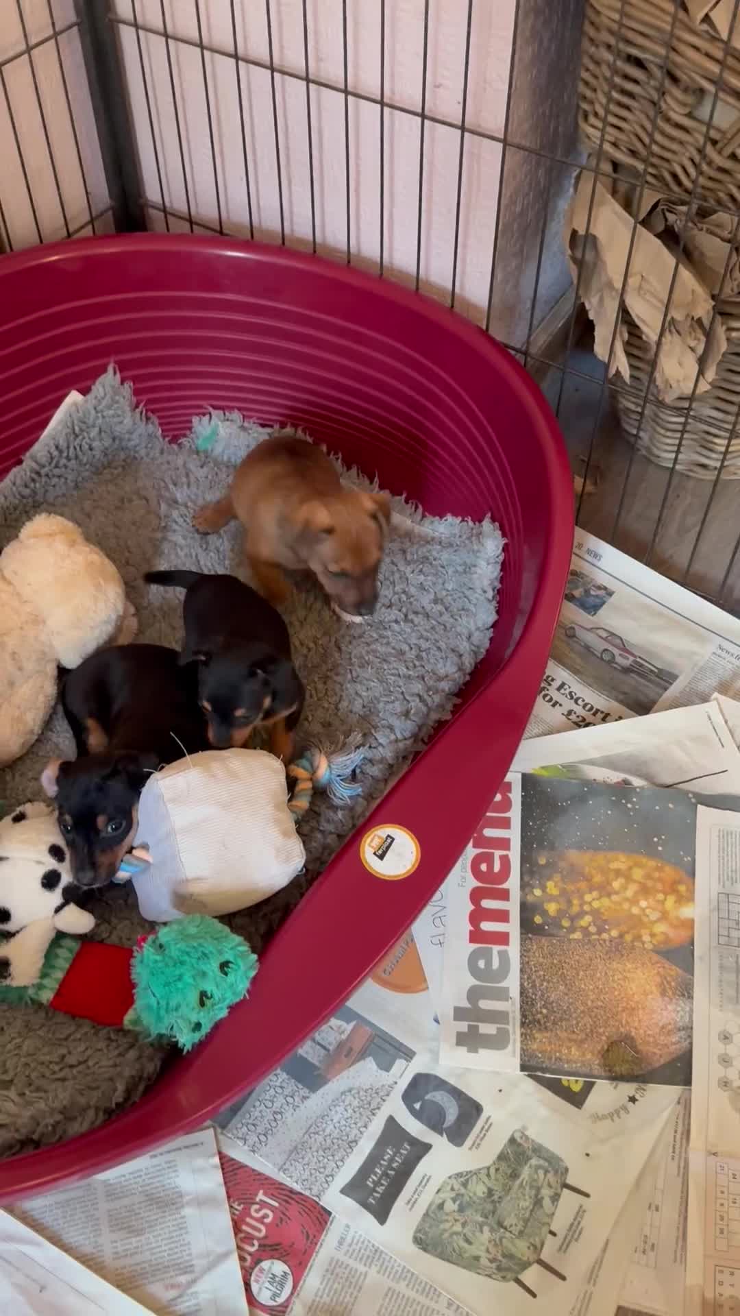 Jack Russell dogs for sale: Gorgeous Jack Russell Puppies - Video 3