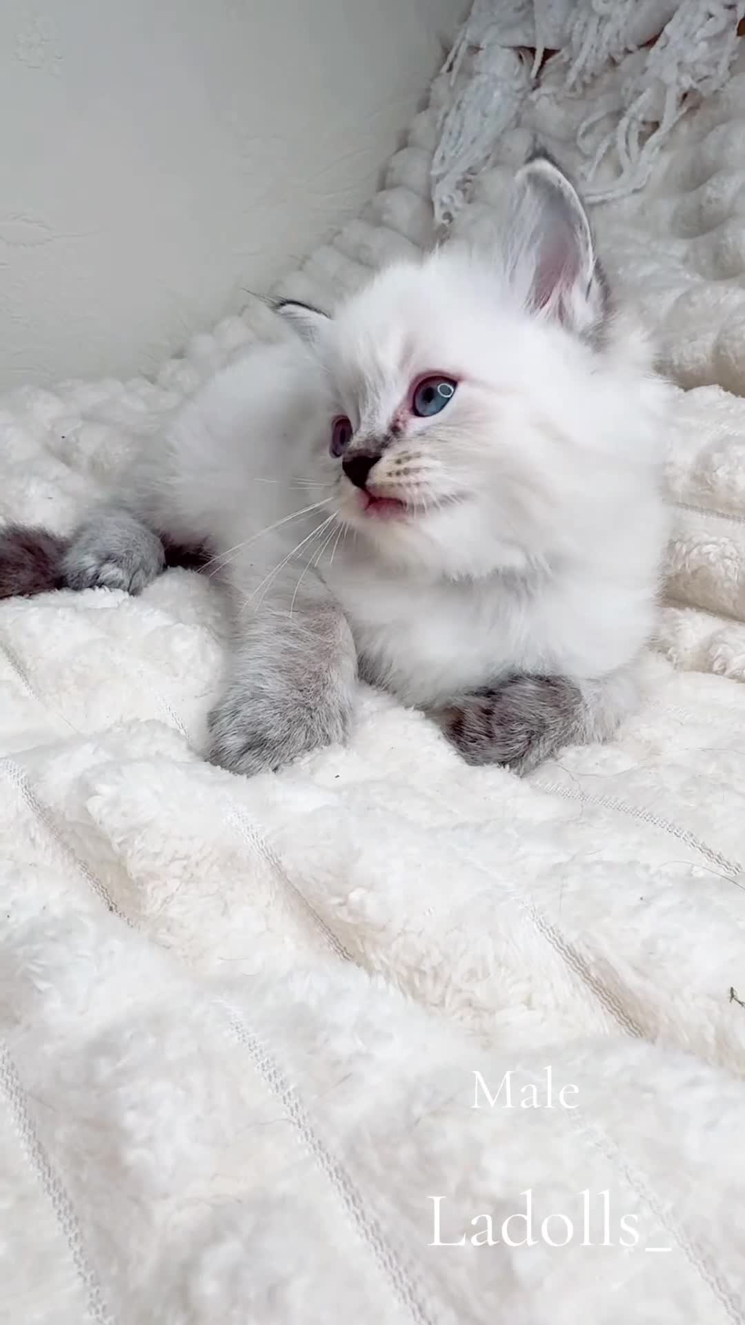 Ragdoll cats for sale: Pure Ragdoll Kitties available ✨ - Video 3