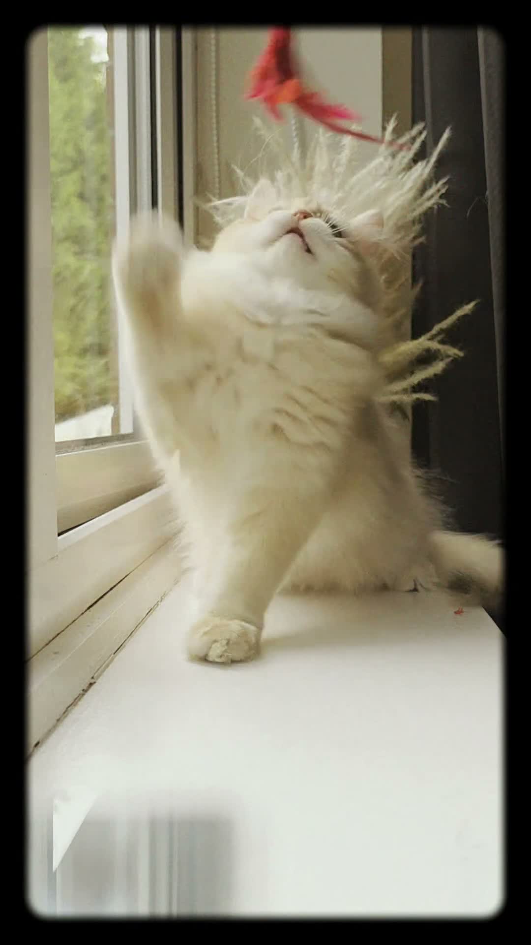 British Longhair cats for sale: Gorgeous GCCF Chocolate Golden British Longhair - Video 2