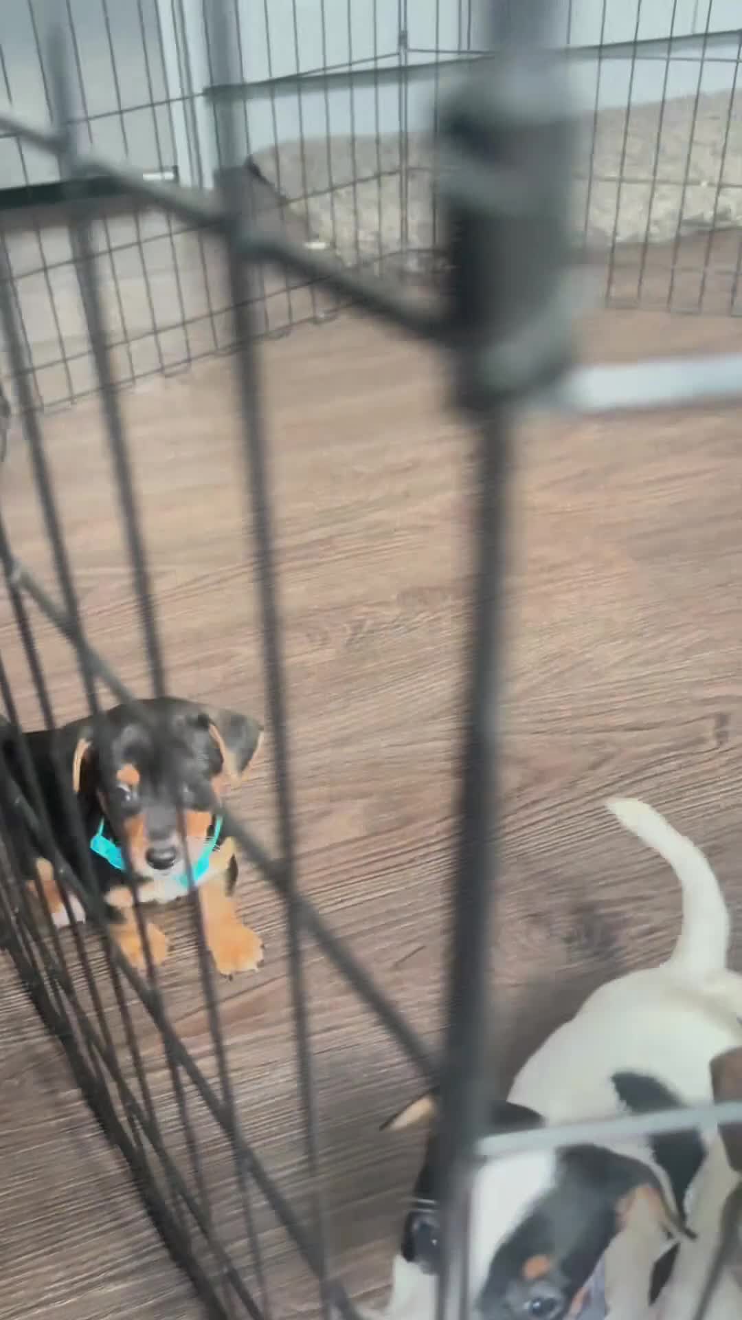 Jack Russell dogs for sale: 8 beautiful jack Russell puppies 5 girls 3 boys  - Video 2