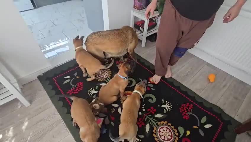 Belgian Shepherd Dog dogs for sale: 5 Belgian Shepherd Malinois Puppies - Video 1