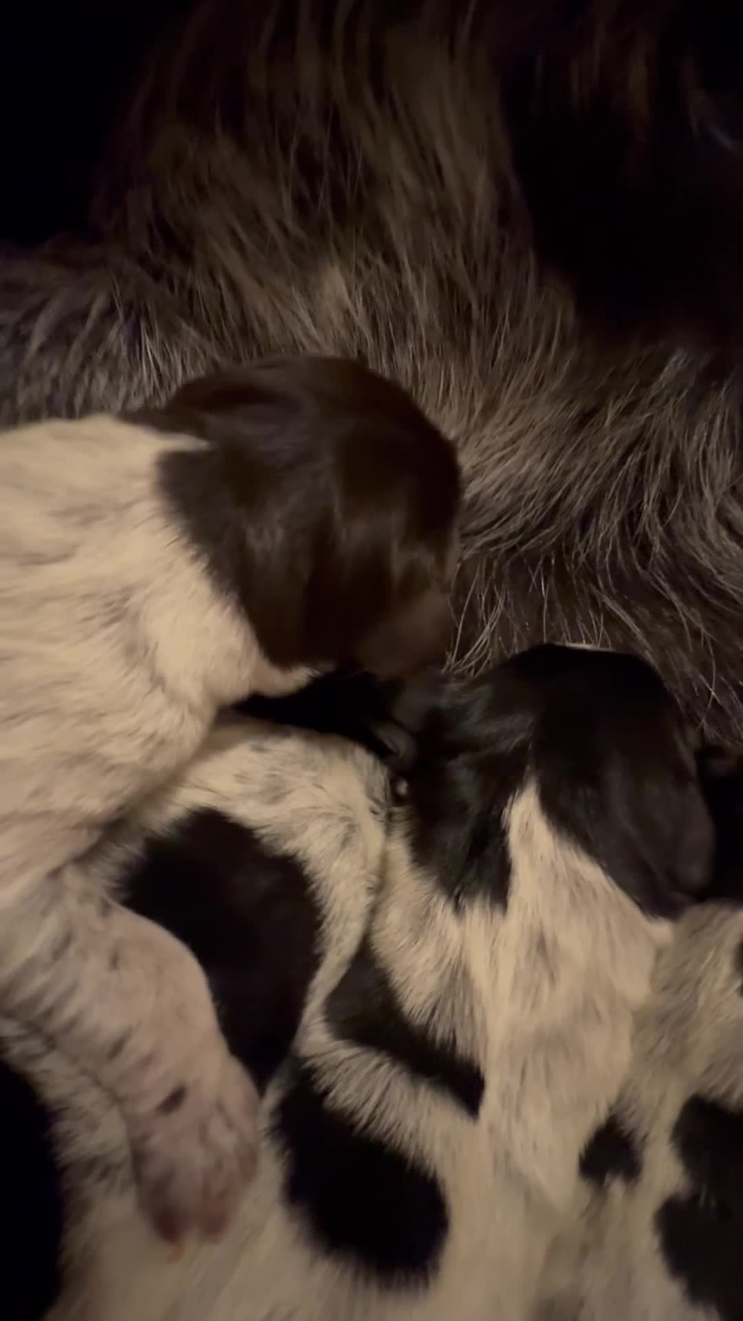 German Wirehaired Pointer dogs for sale: Pedigree German Wirehaired Pointer Pups.  - Video 1