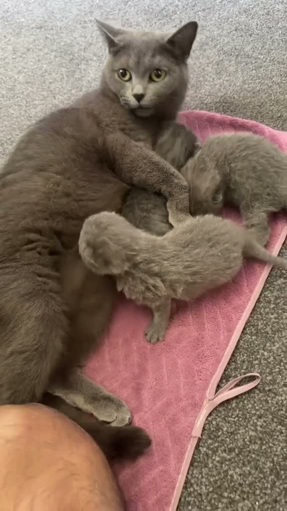 British Shorthair cats for sale: Solid Blue BSH Kittens for sale in Keighley - Video 1