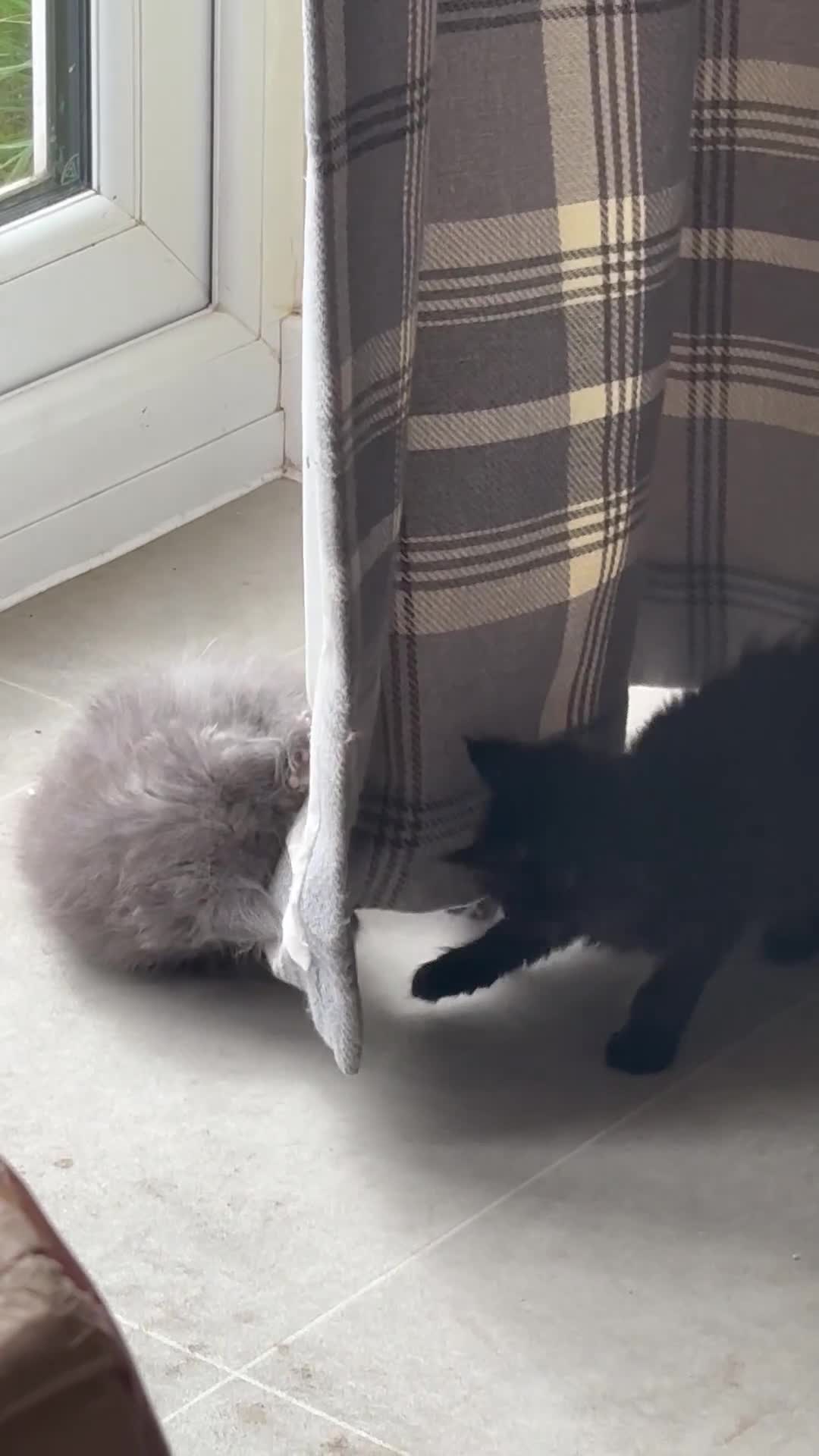 Maine Coon cats for sale: REDUCED gorgeous Maine coon /Ragdoll kittens  - Video 2