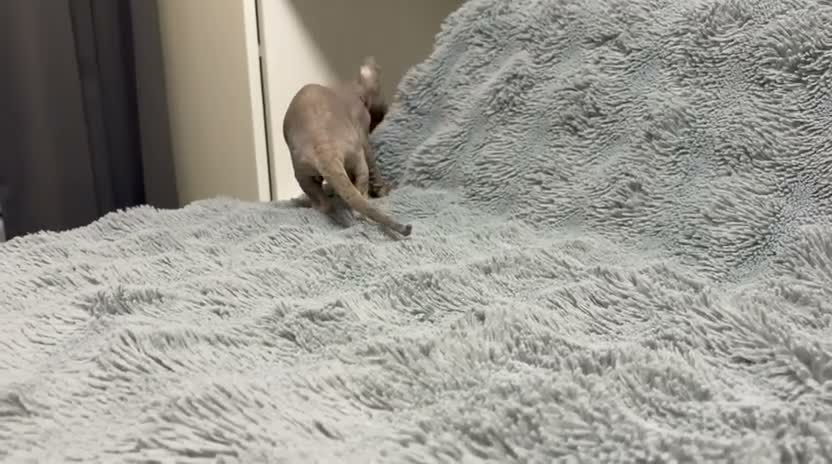 Sphynx cats for sale: 😍Two Beautiful Sphynx Girls😍 - Video 2
