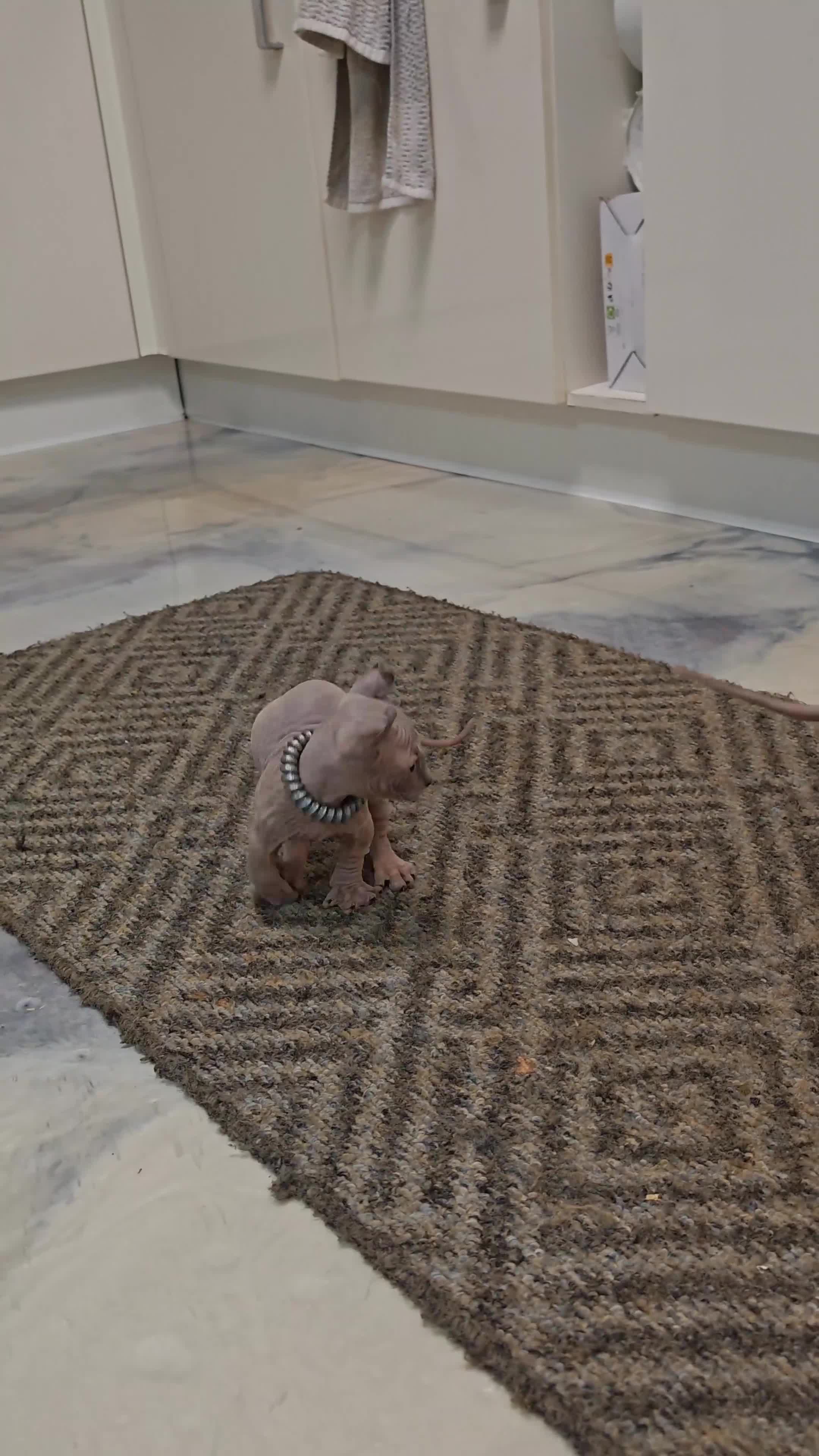 Sphynx cats for sale: Last boy available. READY NOW - Video 3
