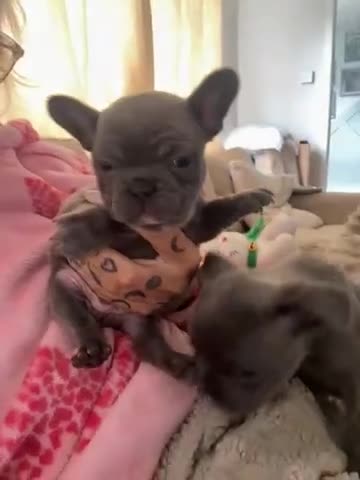 French Bulldog dogs for sale: Adorable French bulldog puppies - Video 2