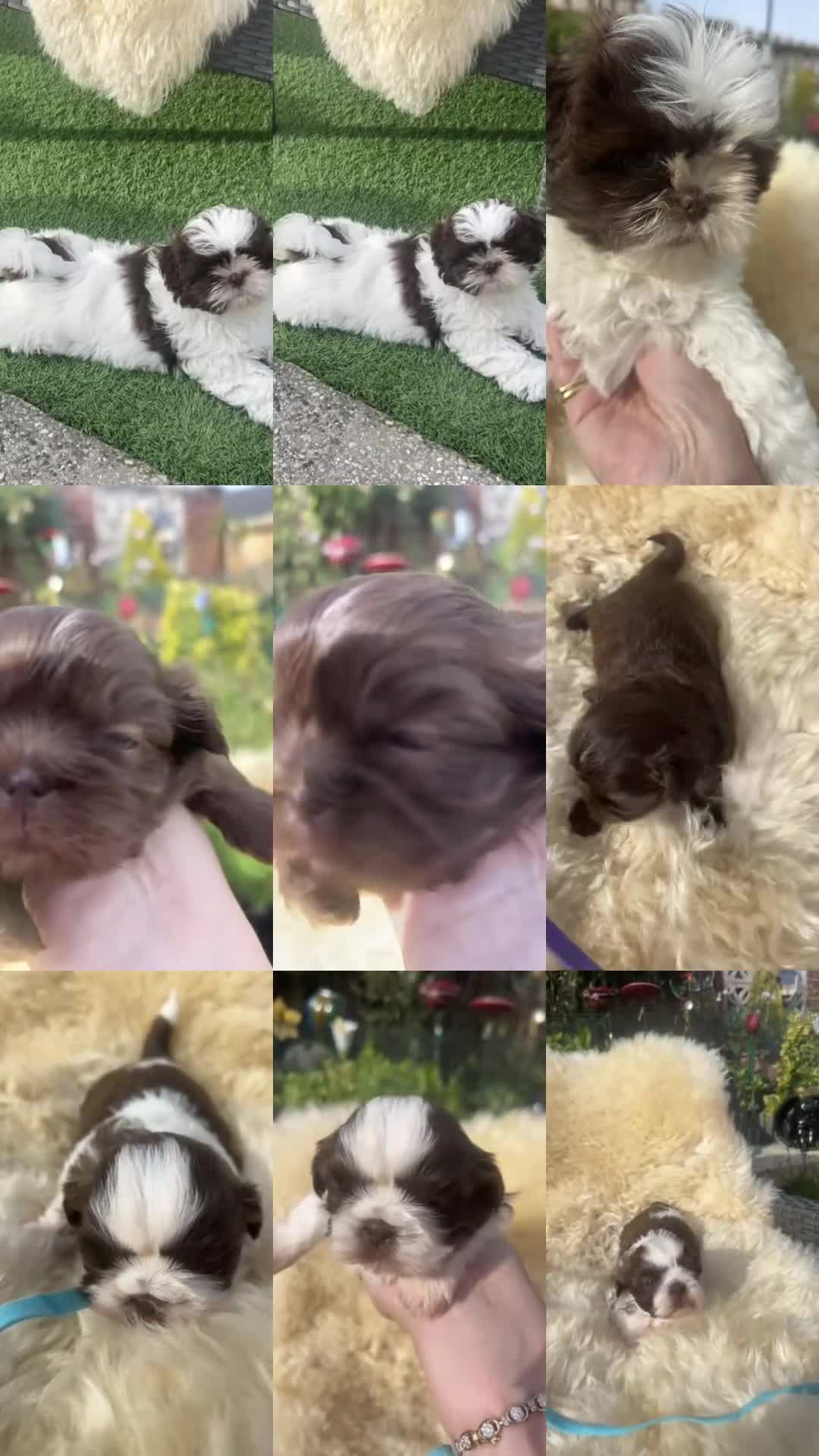Shih Tzu dogs for sale: Imperial Shihtzu Chocolates - Video 1