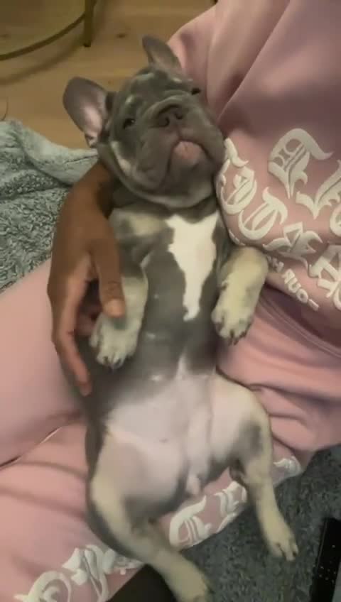 French Bulldog dogs for sale: Reduced Fench bulldogs open to closet offer - Video 3