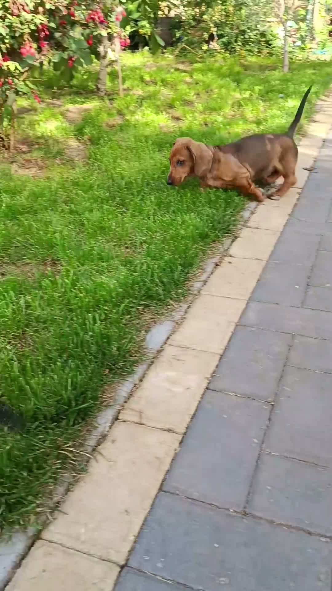 Dachshund dogs for sale: Champion Bloodline Standard Dachshund - Video 4