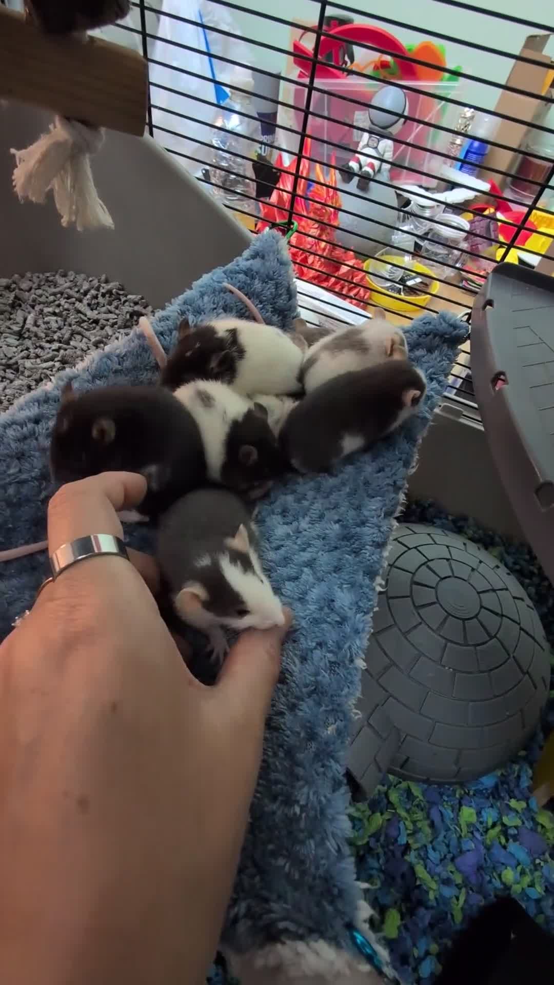 Rat rodents for sale: Baby Male and Female Rats - Video 1