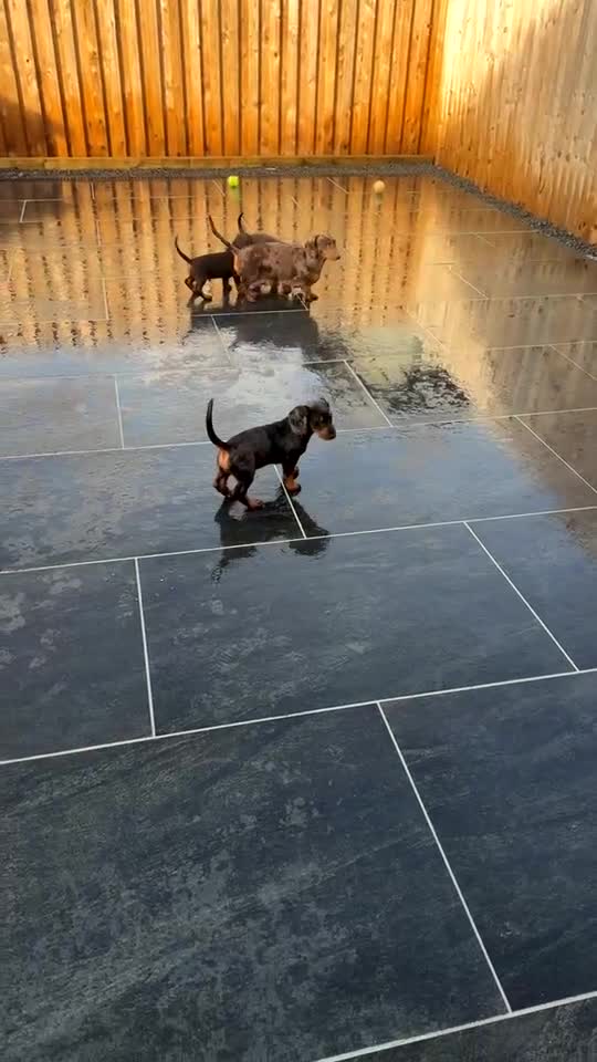 Doxiepoo dogs for sale: House trained READY NOW FOR THERE FOREVER HOMES ❤️ - Video 5