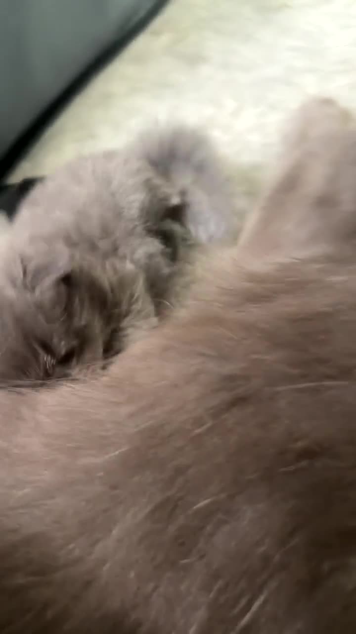 Maine Coon cats for sale: Maine Coon Kittens Russian & European Lines  - Video 2