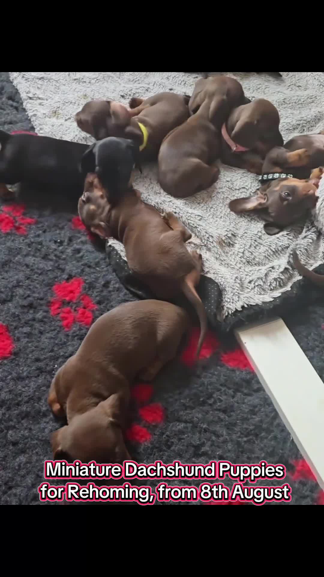 Miniature Dachshund dogs for sale: Miniature Dachshund Smooth - Video 1