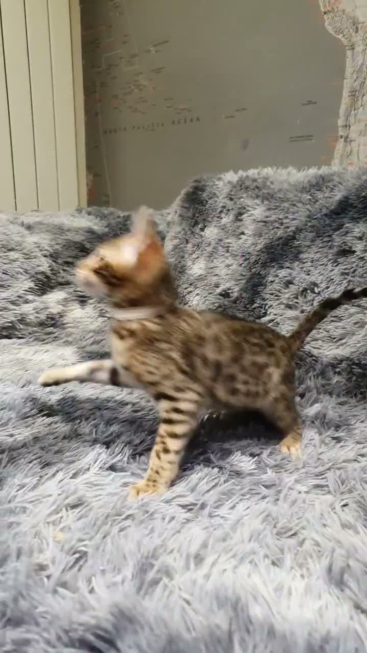 Bengal cats for sale: 🐆🐆Beautiful Pedigree Bengal Kittens🐆🐆  - Video 2