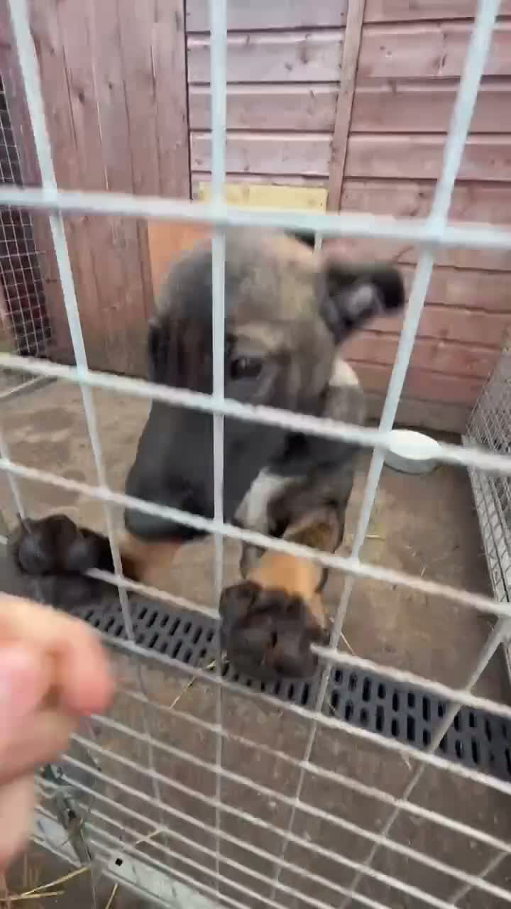 Belgian Shepherd Dog dogs for sale: Belgian malanois pups in Liverpool - Video 3