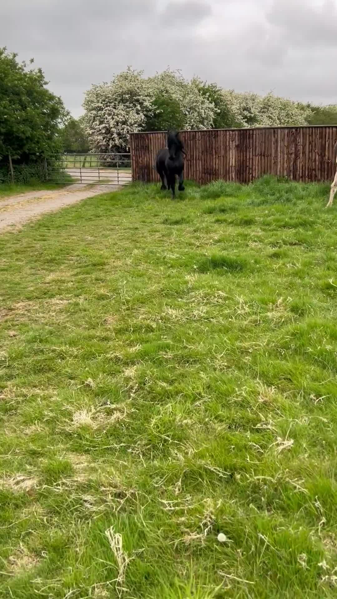 Friesian horses for sale: A Very Special Friesian x Irish Draught  - Video 3