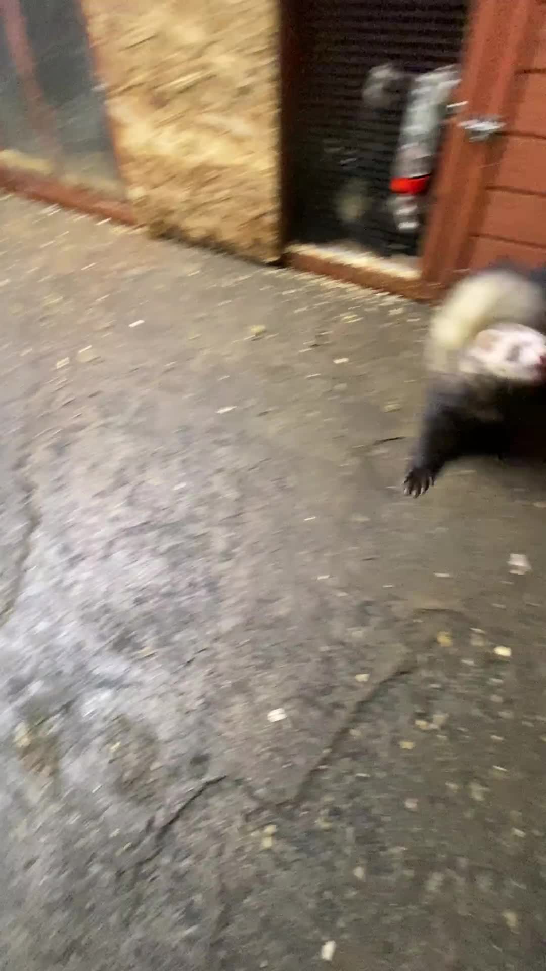 Ferret rodents for sale: Ferrets polecats 2 hobs 1 jill - Video 3