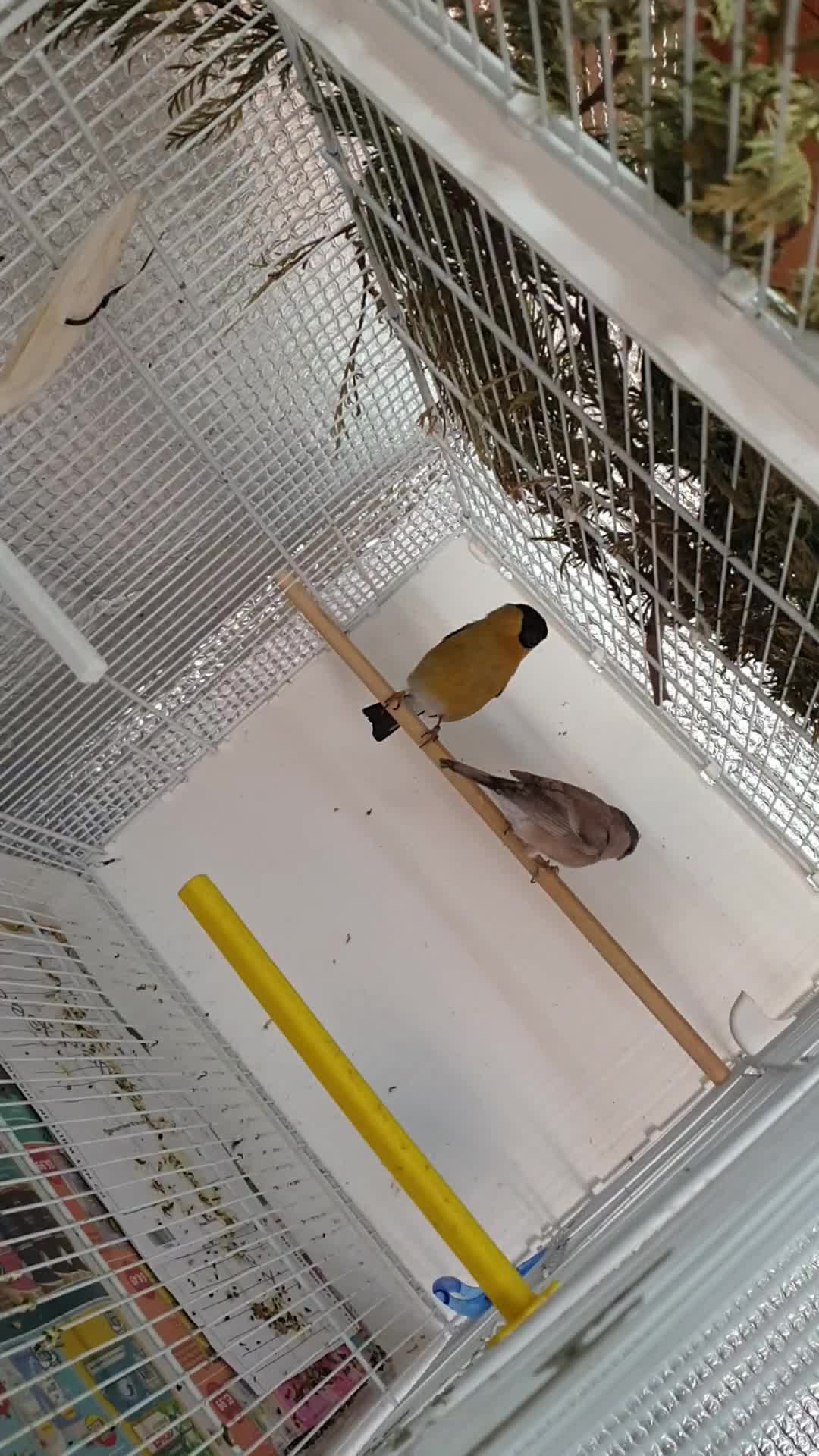Finches birds for sale: Siberian bolfinch  - Video 1
