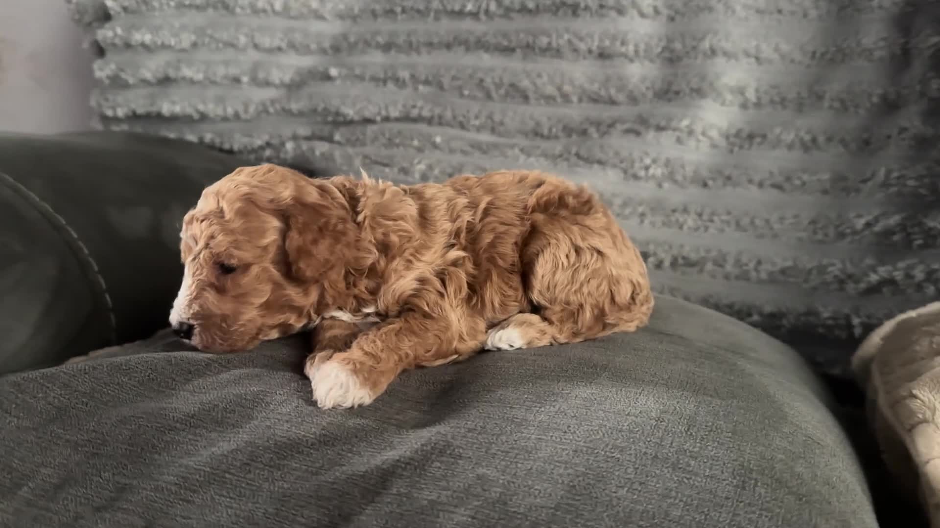 Bordoodle dogs for sale: F1b Miniature Bordoodle  - Video 2