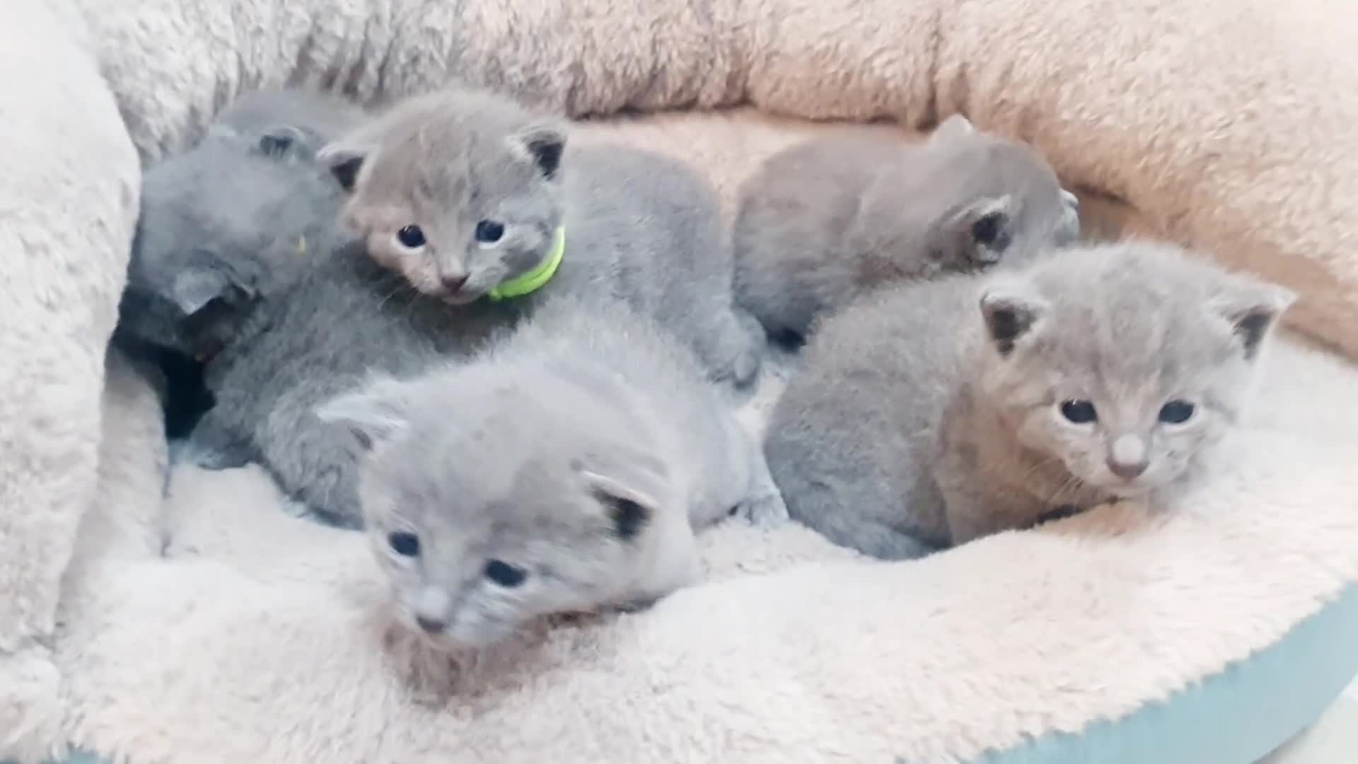 Russian Blue cats for sale: 🐾 Beautiful Russian Blue Kittens for Sale 🐾 - Video 1