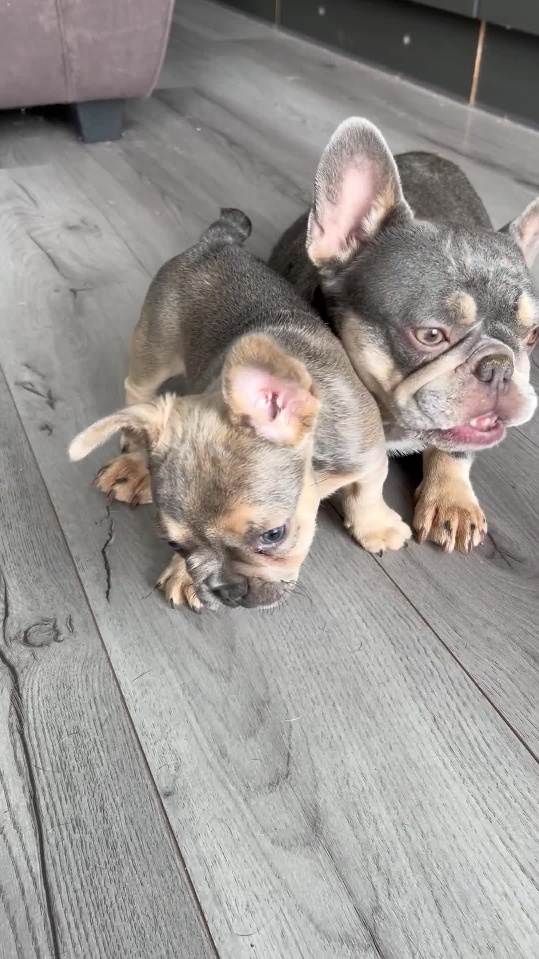 French Bulldog dogs for sale: Stunning female French bulldog puppy  - Video 2