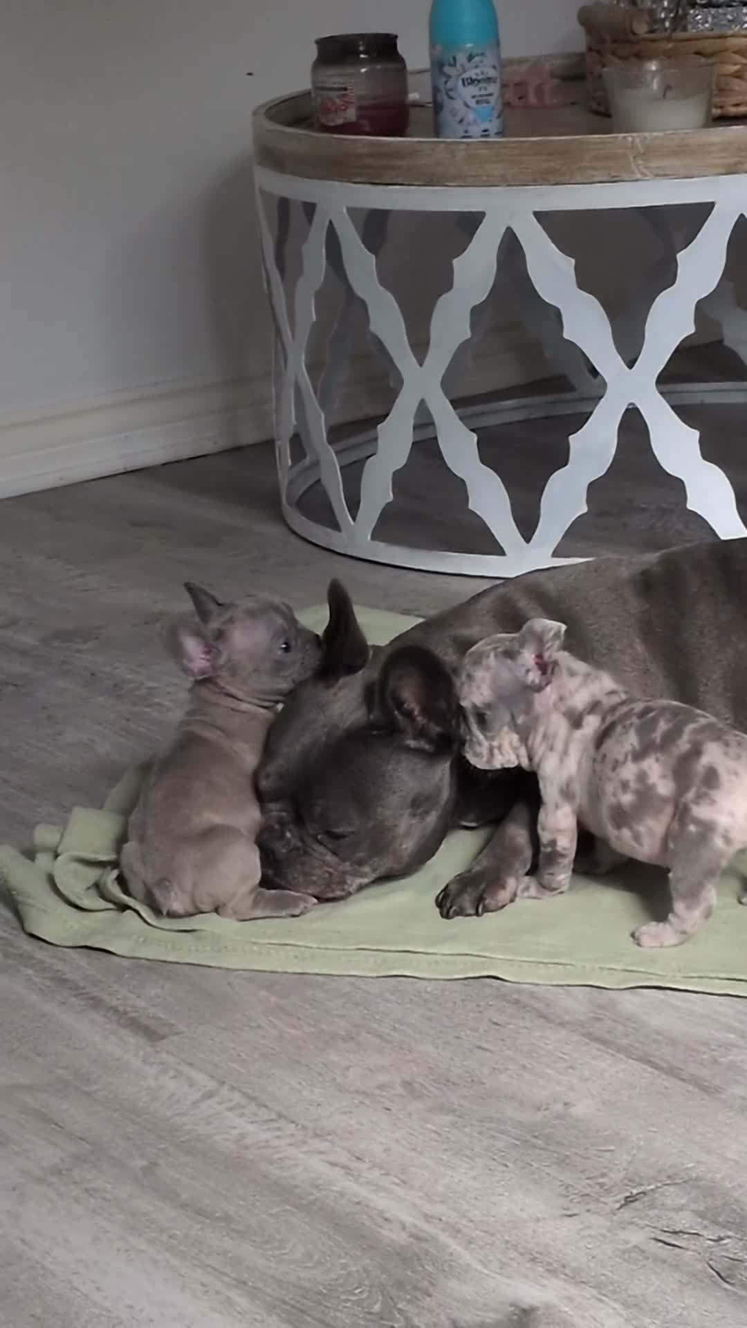 French Bulldog dogs for sale: French bulldog 3 girls  in Pontefract - Video 2