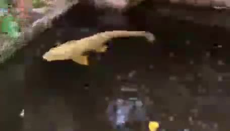 Koi Carp fish for sale: Ghost Koi Carp  - Video 1