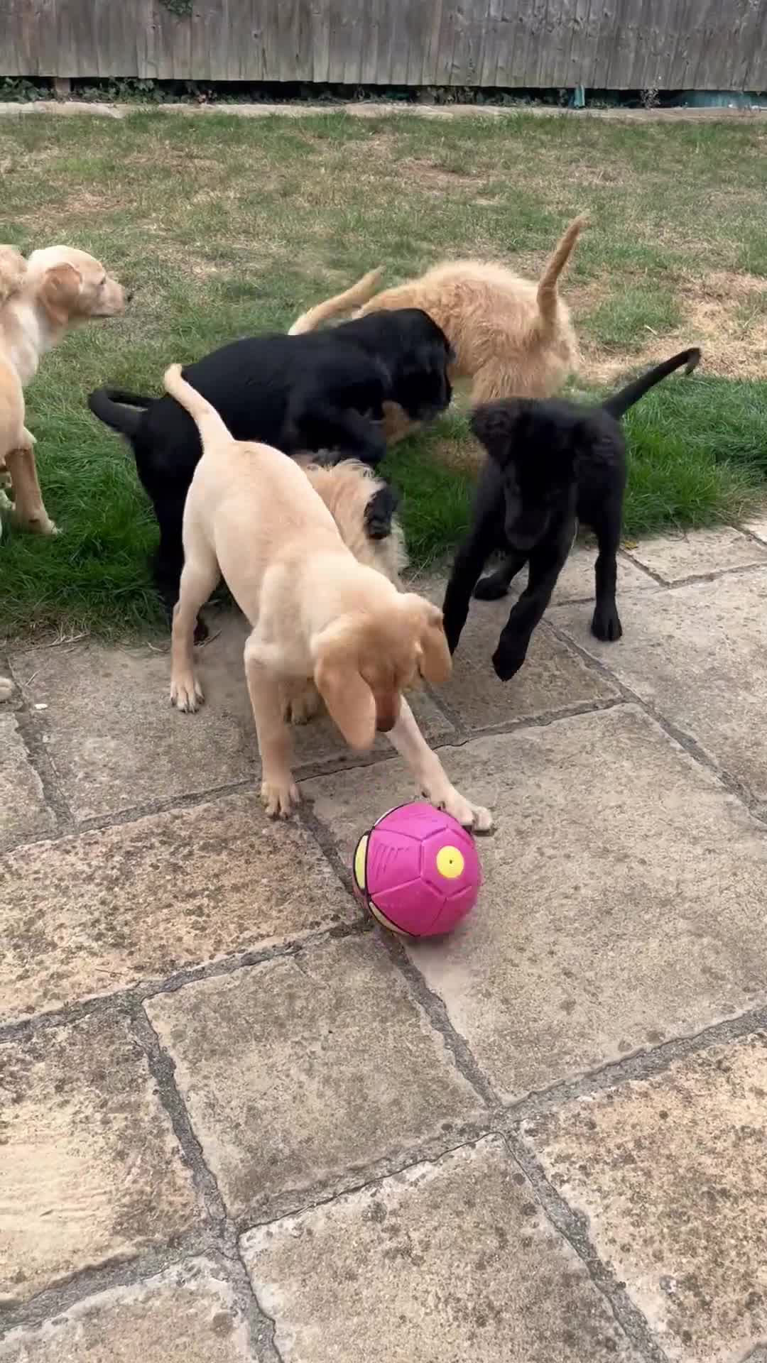 Goldendoodle dogs for sale: READY TO LEAVE - DNA health tested Puppies - Video 1