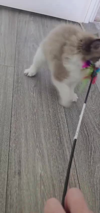 Ragdoll cats for sale: CollieKiss Ragdolls – Beautiful TICA Registered - Video 2