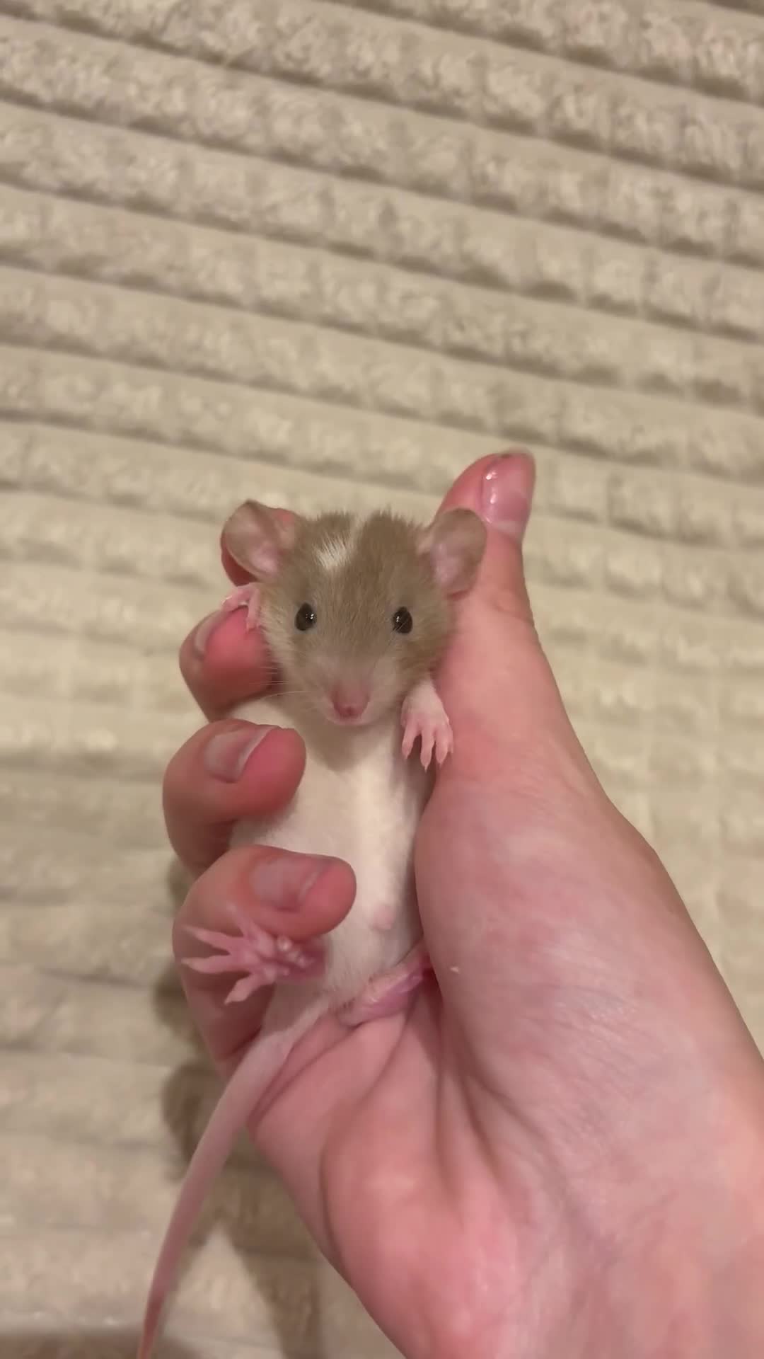 Rat rodents for sale: Baby rats (males and females) - Video 1