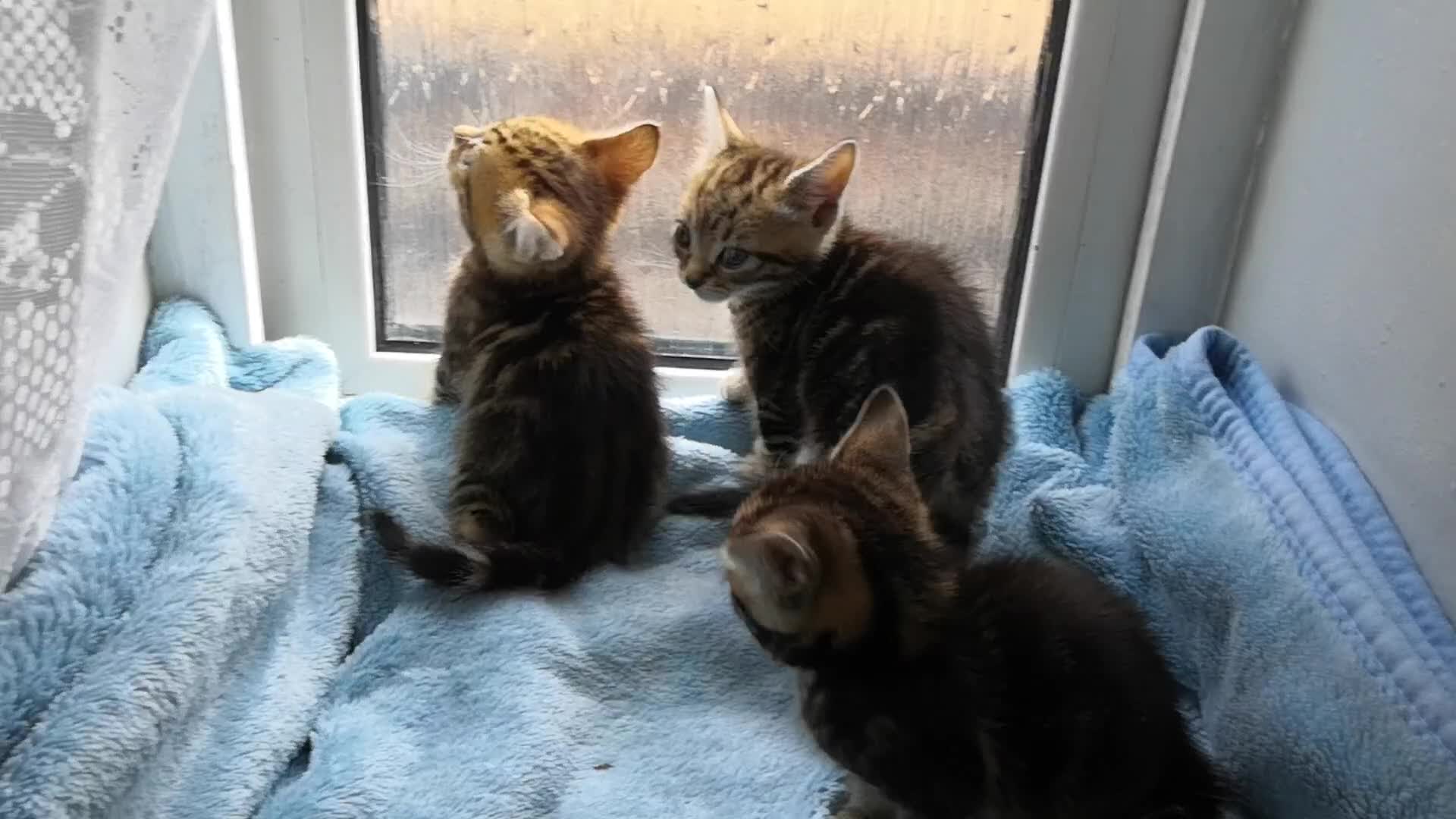 Mixed Breed cats for sale: Beautiful Male kittens VIDEOS - Video 1