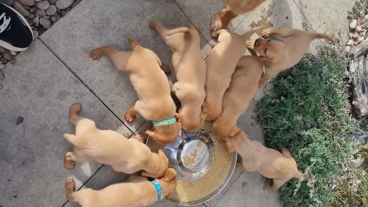 Mixed Breed dogs for sale: Viszlador puppies  - Video 1