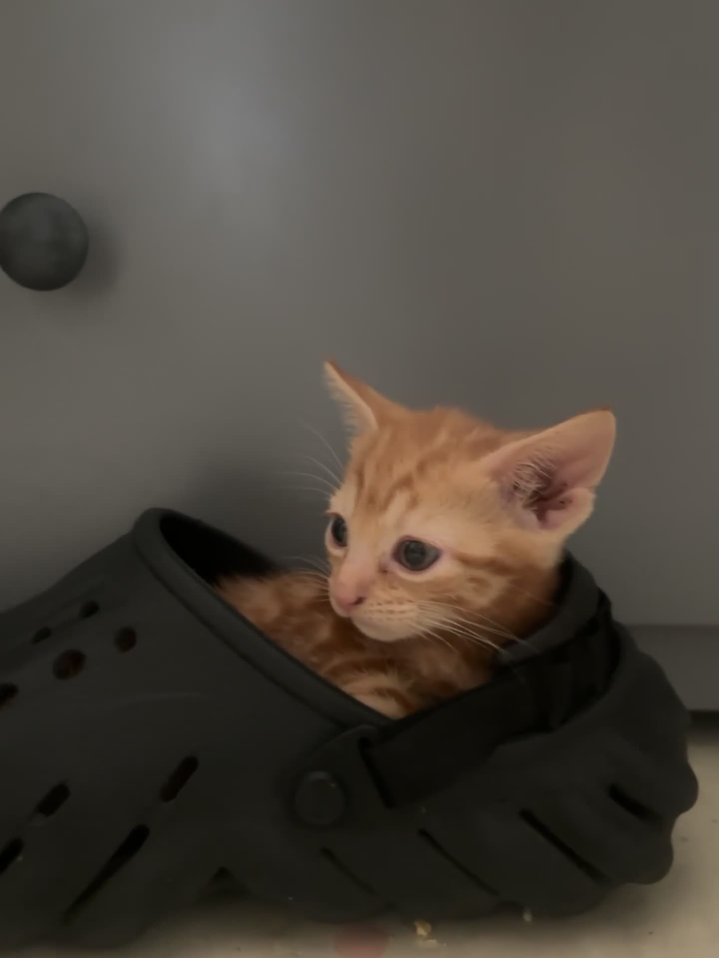 Domestic Shorthair cats for sale: Kittens Available  - Video 2