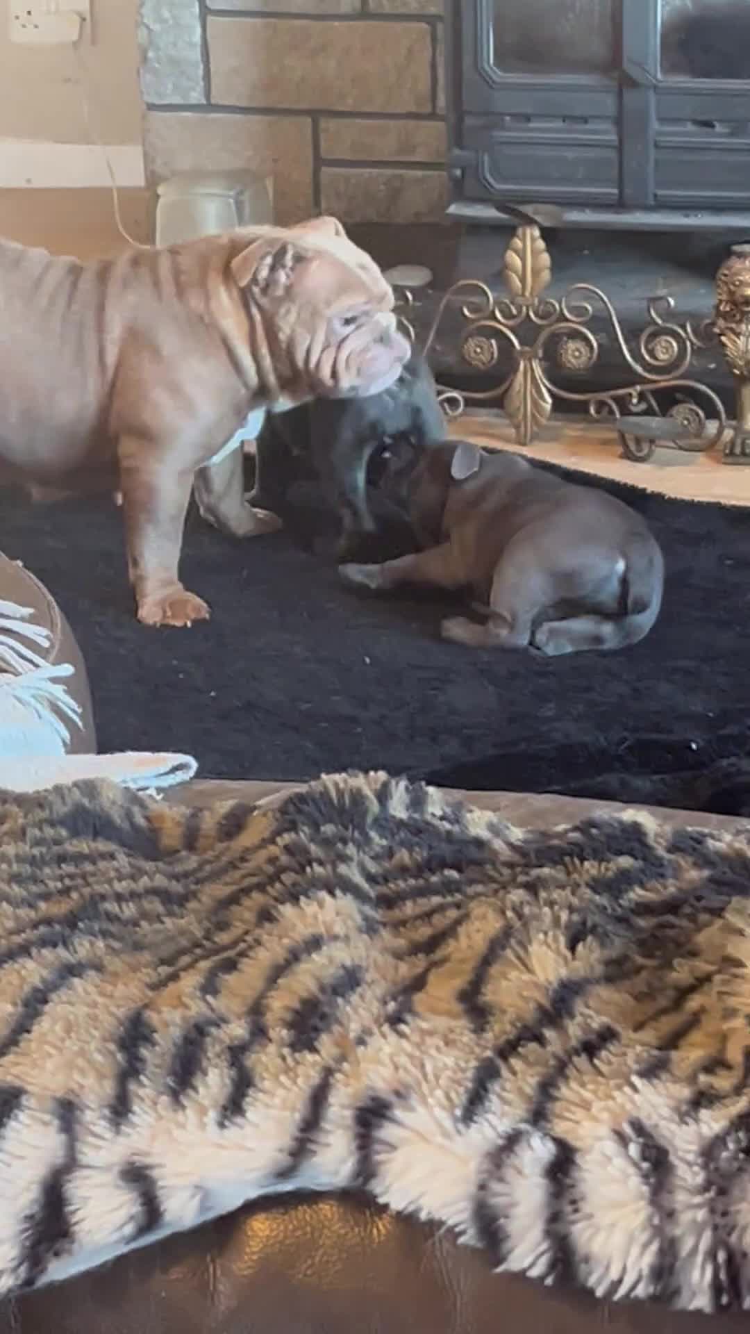 English Bulldog dogs for sale: Gorgeous English bulldog puppies  - Video 2