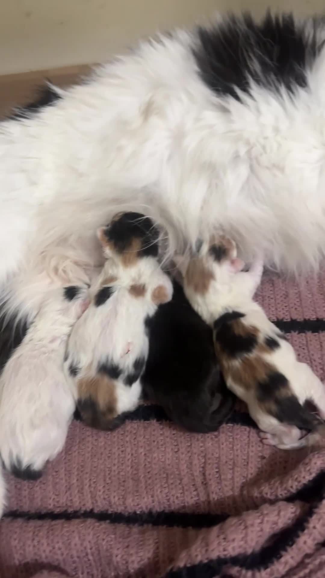 Ragdoll cats for sale: Rare Beautiful Calico ragdoll for sale! - Video 2