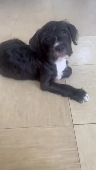 Mixed Breed dogs for sale: Last Pup Seeking Forever Home - Video 2